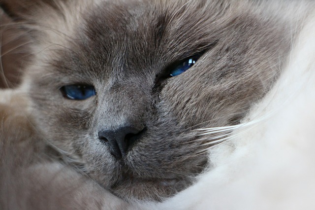 Une grille "Feline Grimace Scale" a été élaborée à l'université vétérinaire de Saint-Hyacinthe pour mieux évaluer la douleur aiguë chez le chat