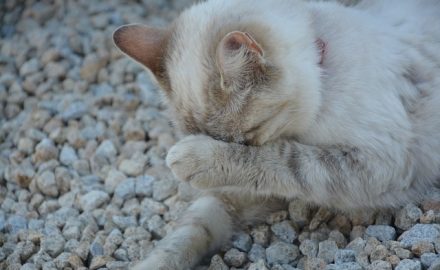 Péritonite infectieuse féline: la PIF tue jusqu’à 1,4 % des chats atteints. Deux médicaments antiviraux montrent que la PIF peut être traitée
