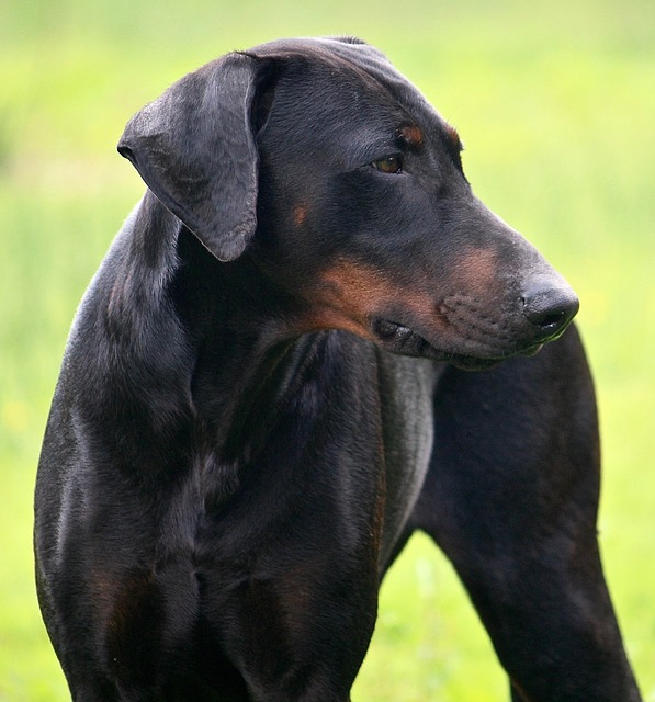 Des spécialistes en cardiologie vétérinaire lancent une étude sur l’influence des mutations génétiques sur la cardiomyopathie dilatée, maladie qui affecte près de la moitié des chiens de race dobermann