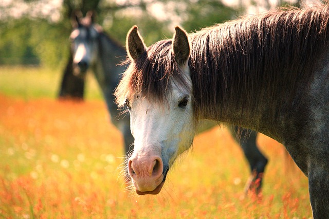 Les produits chimiques perturbateurs endocriniens présents dans l’environnement des chevaux jouent un rôle dans le développement du syndrome métabolique