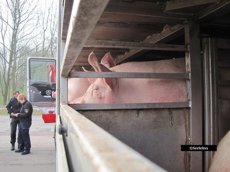 Peste porcine africaine : le transport routier des suidés soumis à des règles plus strictes en France