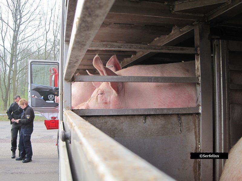 Dans un contexte de risque maximal d’introduction de la peste porcine africaine sur le territoire français, les règles applicables au transport des porcs et sangliers vivants par camion viennent d’être renforcées