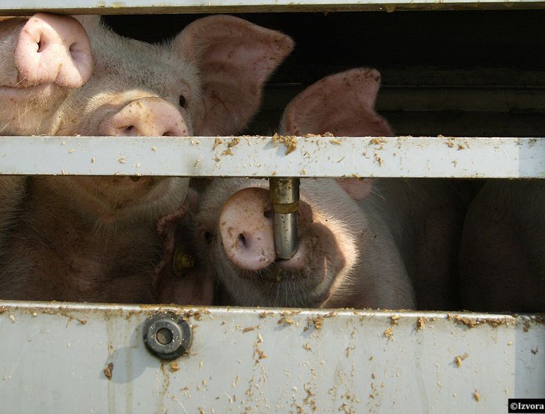Bien-être animal : l’OIE mobilisée sur le front du transport d’animaux vivants