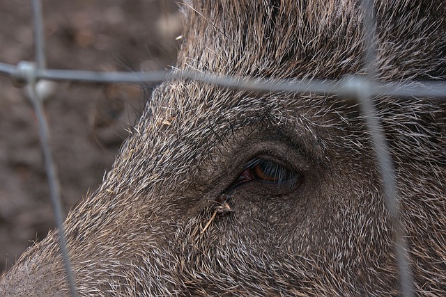 Peste porcine africaine : extension du périmètre d’observation