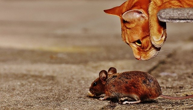 Le parasite de la toxoplasmose réduit l’anxiété chez les souris infectées, pas seulement la peur des prédateurs