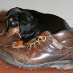 comportement chien dermatite atypique canin stress