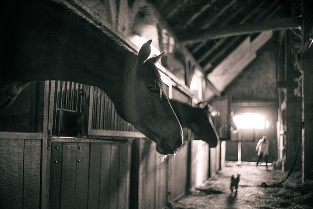 Les propriétaires de chevaux pourront aider les centres équestres à partir du 24 avril