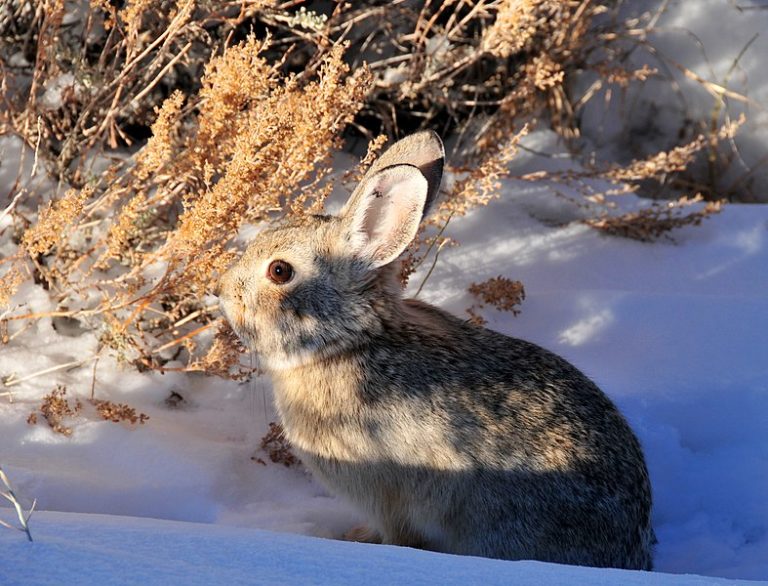Un virus mortel met en danger les populations de lapins américains