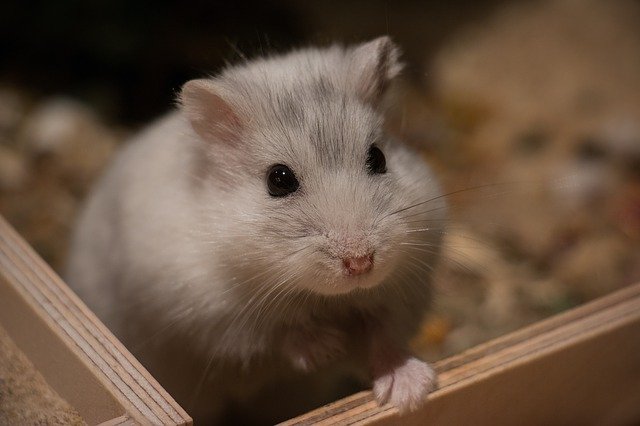 COVID-19 : ce que les hamsters disent du port du masque
