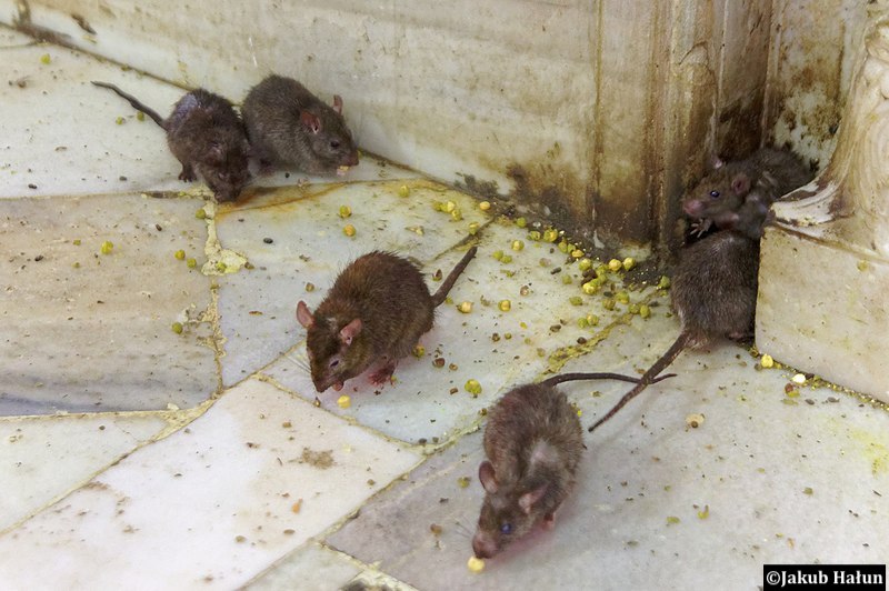 Les rats cohabitent avec les humains depuis toujours, et il en va de même pour leurs pathogènes. Bactérie, virus, parasites… plusieurs ont même évolué pour infecter l’humain.