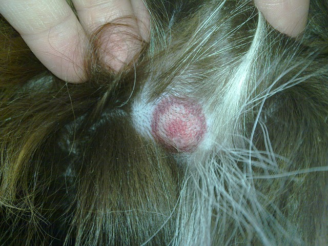 Alors que souvent asymptomatique chez le chat, la maladie de Lyme pourrait être à l’origine de cardite comme chez le chien et l’humain.
