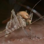 zoonose_maladie emergente covid19 zika ebola westnile
