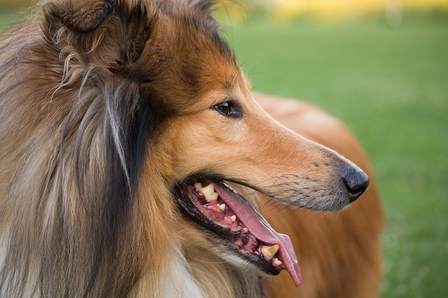Stérilisation du chien et de la chienne : A quel âge l’envisager selon les races ?