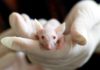 Le décret du 17 Mars sur l’expérimentation animale lève toute ambiguïté sur la provenance des animaux