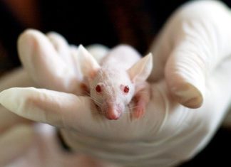 Le décret du 17 Mars sur l’expérimentation animale lève toute ambiguïté sur la provenance des animaux