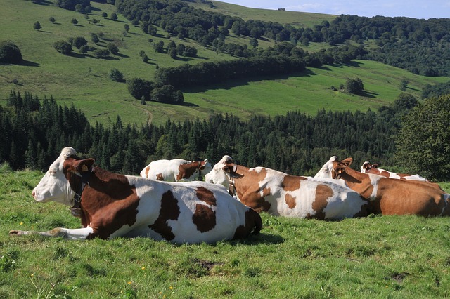 Le réseau social des vaches, déterminant pour leur santé et leur bien-être