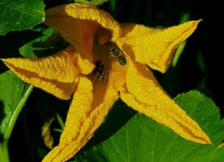 La plus grande et complète étude dans son genre met en évidence le risque de l’agriculture mondiale face au déclin des populations de pollinisateurs