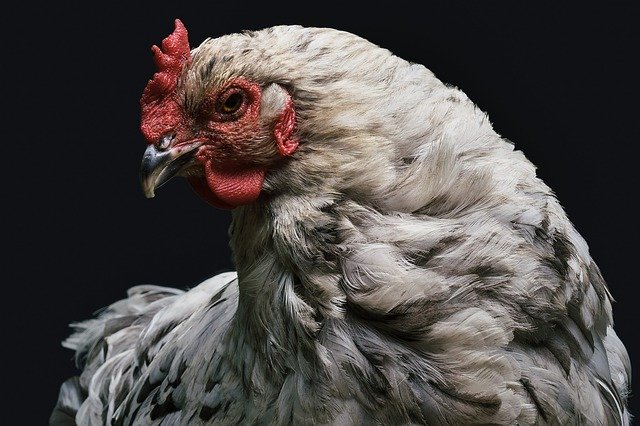 Les poules à croissance plus lente bénéficient d’un meilleur bien-être
