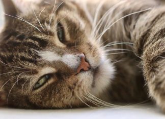 Les infections au FeLV passent souvent inaperçues, mêmes auprès des vétérinaires. Il est pourtant important de reconnaître la présence du virus qui peut avoir un impact sur la prise en charge des chats. Une nouvelle revue fait état des nouvelles connaissances et méthodes de détection de la pathologie