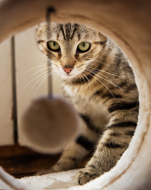 L’American Animal Hospital Association et l'American Association of Feline Practitioners ont réuni des experts pour fournir de nouvelles directives sur la vaccination du chat