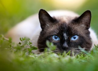 Les chats ont une empreinte écologique et environnementale désastreuse. Prédateurs aguerris, vecteurs de maladies ou encore fervents protecteurs territoriaux, les chats perturbent les écosystèmes. En tant que propriétaire, comment se positionner ?