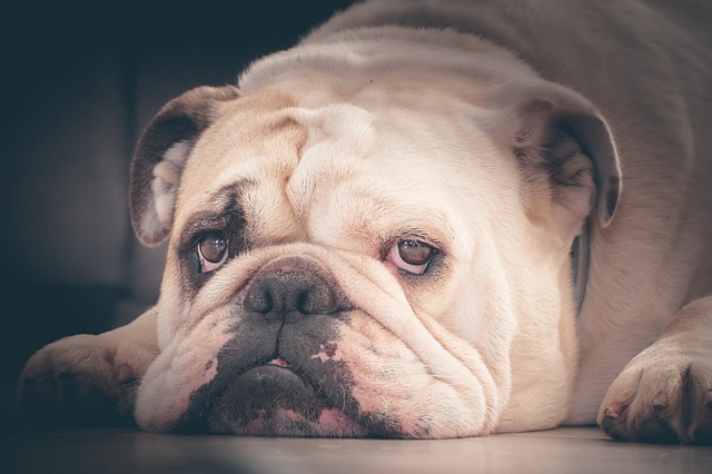 Bien-être : les chiens brachycéphales souffrent de plus de pathologies