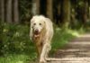 Une mutation génétique expliquerait que les chiens atteints d'hypothyroïdie sont moins susceptibles de développer un lymphome de la zone T (TZL) d’après une étude pangénomique (GWAS) avec séquençage ciblé