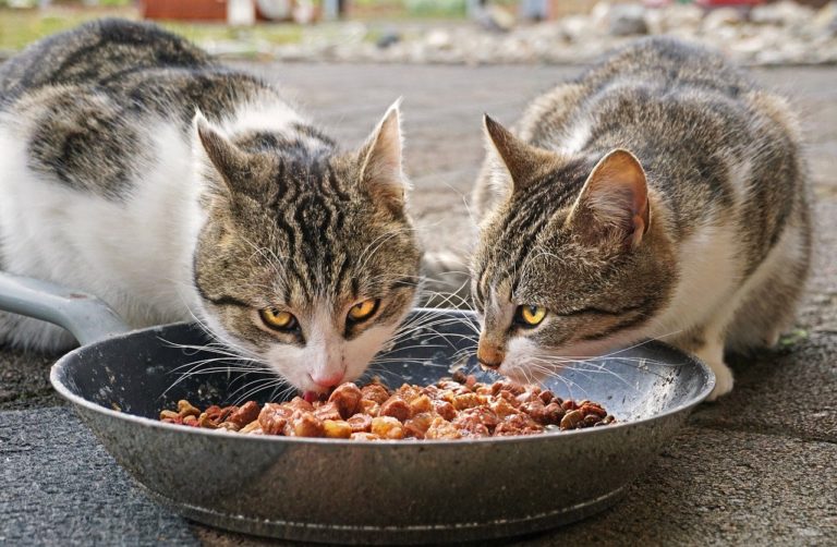 Surpoids : nourrir les chats d’intérieur une seule fois par jour pourrait améliorer leur santé
