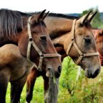 retraite chevaux fin de vie cheval poney