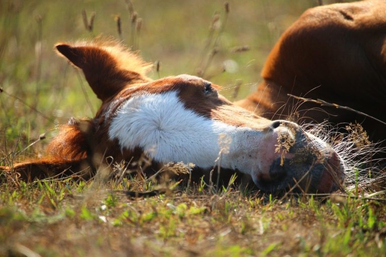 Psittacose : un risque lors de gestation chez le cheval