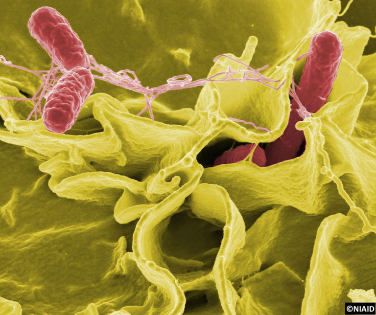 Principales responsables des toxi-infections alimentaires collectives en France, les bactéries du genre Salmonella peuvent persister de façon asymptomatique dans les populations porcines