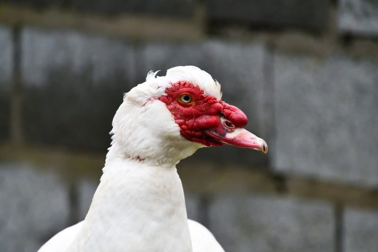 La science du foie gras : au service de l’industrie ou du bien-être animal ?