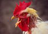 Danger sanitaire hautement infectieux, l’influenza aviaire H5N8 a fait son entrée en Europe et depuis, inquiète. Pouvant entrainer une mortalité importante chez les oiseaux domestiques et sauvages, elle peut de ce fait causer d'importantes pertes économiques, mais présente aussi un risque zoonotique