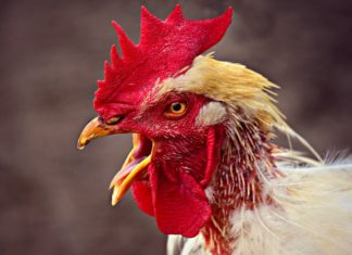 Danger sanitaire hautement infectieux, l’influenza aviaire H5N8 a fait son entrée en Europe et depuis, inquiète. Pouvant entrainer une mortalité importante chez les oiseaux domestiques et sauvages, elle peut de ce fait causer d'importantes pertes économiques, mais présente aussi un risque zoonotique