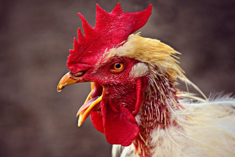 Influenza aviaire : pourquoi confiner les volailles ?  