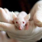 recherche animale transparence biomedical