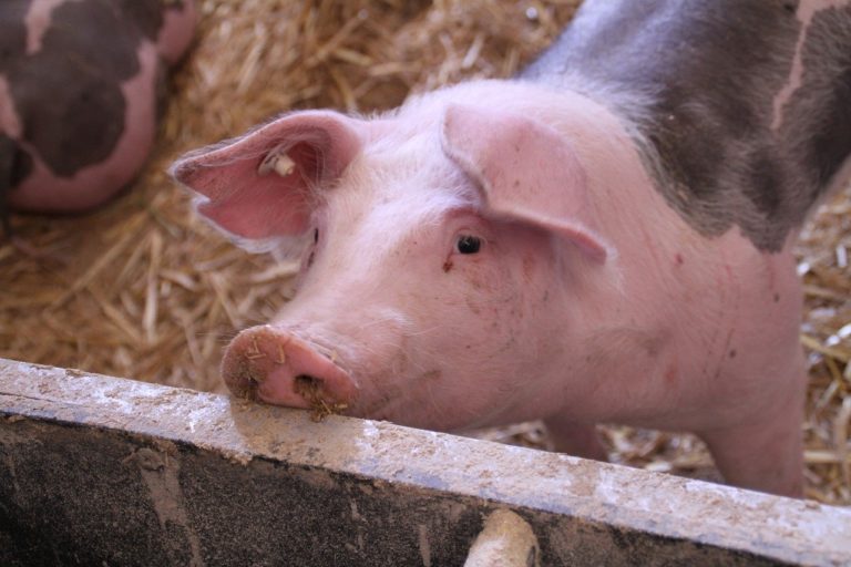 Risque zoonotique : l’ebolavirus Reston peut infecter les porcs… et l’homme