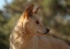 Avant 2020, l’ehrlichiose, une maladie infectieuse transmise par les tiques porteuses d’une rickettsie, n’existait pas en Australie. Aujourd’hui, elle menace de contaminer des milliers de chiens, en se disséminant comme une traînée de poudre sur le territoire australien.