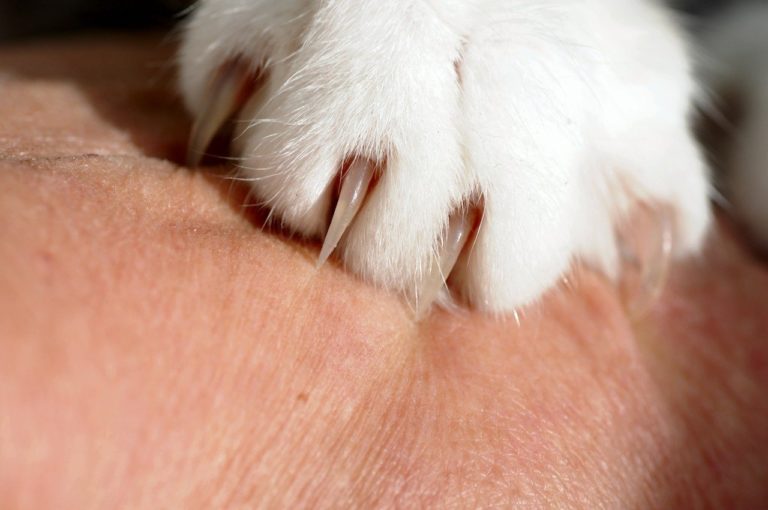 Zoonose : la maladie des griffes du chat associée à des signes neuropsychiatriques