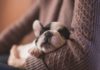 La recherche translationnelle chez le chien de compagnie offre en effet une opportunité d’étudier le sommeil et d’acquérir une meilleure compréhension de ses dysfonctionnements chez l’animal et l’homme