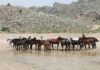 À l’aide de drones, des chercheurs des universités de Kyoto et de Strasbourg ont observé et suivi des hordes de chevaux sauvages au Portugal afin d’étudier leurs interactions et la structuration des différents groupes sociaux