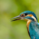 kingfisher-biomimetisme