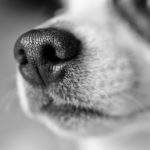 odorat-chien-renifleur-diagnostic