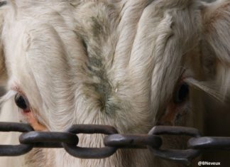 Deux tests de diagnostic de la tuberculose bovine ont été mis au point par des scientifiques de l’université d’Aberystwyth (Royaume-Uni). Ils permettraient de différencier les animaux infectés des animaux vaccinés contre la maladie, une avancée importante dans la lutte contre cette zoonose mortelle