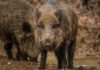 État des lieux sur cette maladie virale du porc qui n’est pas transmissible à l’homme, mais est en revanche mortelle pour les chiens et d’autres espèces de mammifères.