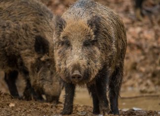 État des lieux sur cette maladie virale du porc qui n’est pas transmissible à l’homme, mais est en revanche mortelle pour les chiens et d’autres espèces de mammifères.