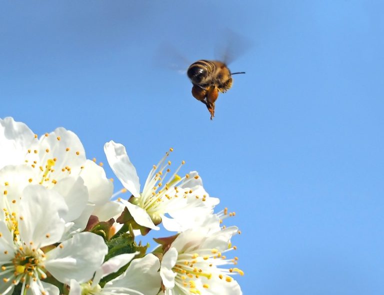 la valeur économique des insectes pollinisateurs s’est élevée à 34 milliards de dollars aux États-Unis