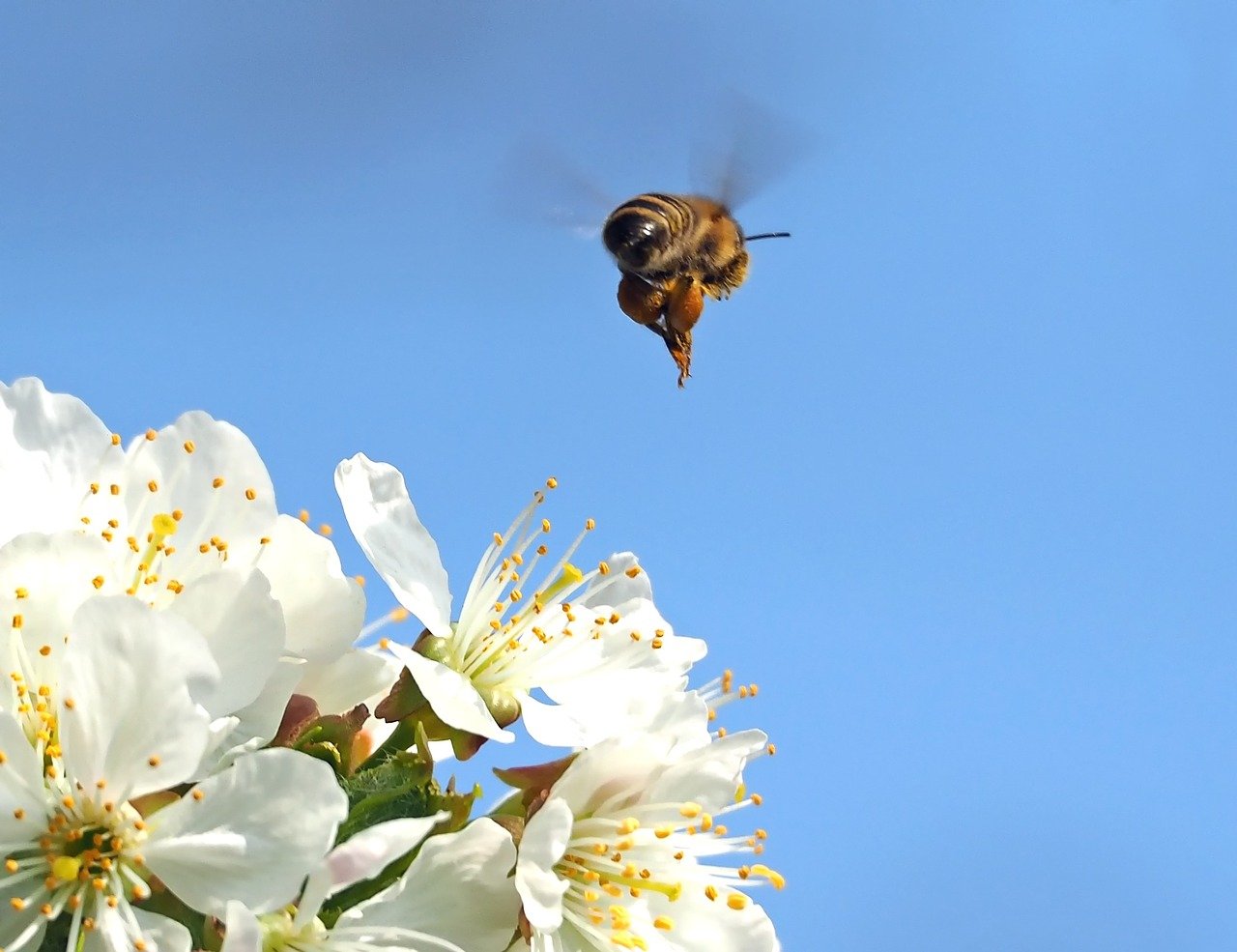 la valeur économique des insectes pollinisateurs s’est élevée à 34 milliards de dollars aux États-Unis