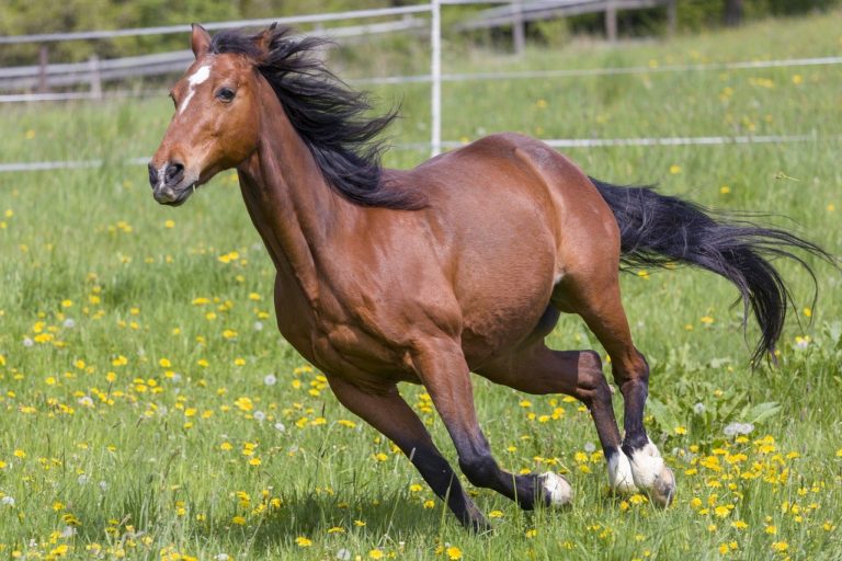 Microbiote intestinal : les bienfaits du pré pour les chevaux de compétition