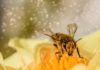 Les néonicotinoïdes, ces insecticides utilisés sur les champs cultivés, contribuent déjà en grande partie au déclin des insectes pollinisateurs. De nouvelles études montrent qu’ils peuvent également nuire aux vertébrés, grands et petits.